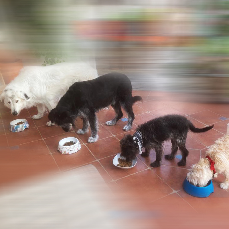 Hundeschule be just dog